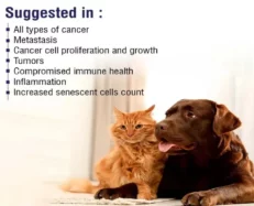 MPS Liposomal Apigenin for Dogs, 500 MG at ithinkpets.com (2)