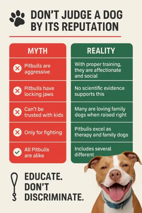 Common Myths About Pitbulls at ithinkpets.com