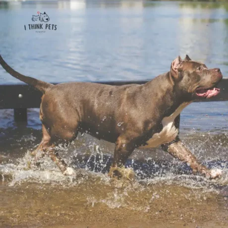 Pitbull Price in India at ithinkpets (1)