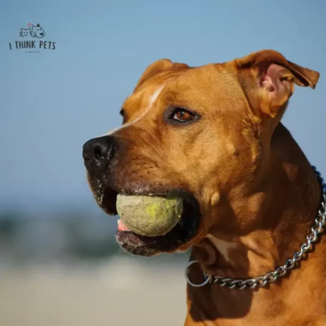 Recommended toys for Pitbull dogs in India
