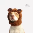 Pitbull Price in India at ithinkpets