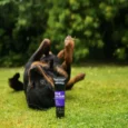 Animology True Colours Dog Shampoo, Colour Enhancing, 250 ML
