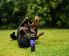 Animology True Colours Dog Shampoo,Colour Enhancing,250 ML at ithinkpets.com 5
