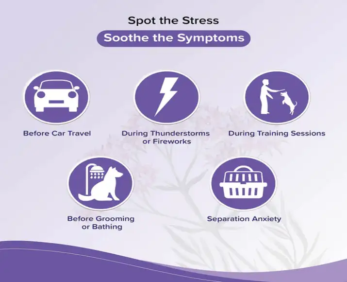 Beaphar Calming Home Spray for Dogs and Cats,125 ML atIthinkpets.com 3