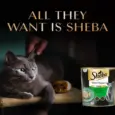 Sheba Maguro Pate Rich Premium Adult Fine Cat Wet Food, 70 GM Ithinkpets.com 1 (3)