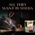 Sheba Sasami Pate Rich Premium Adult Fine Cat Wet Food, 70 GM Ithinkpets.com 6 (2)