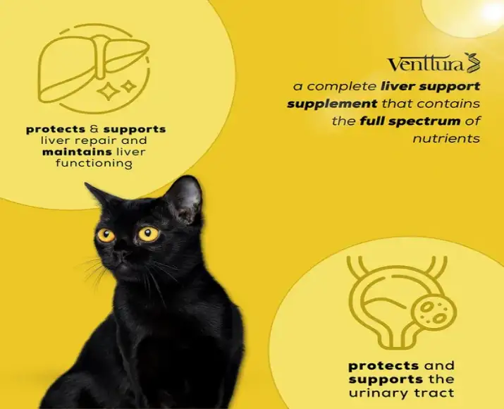 Venttura Livo Plus Cat, Liver Repair Supplement for Cats, 100 ML at ithinkpets.com (3)
