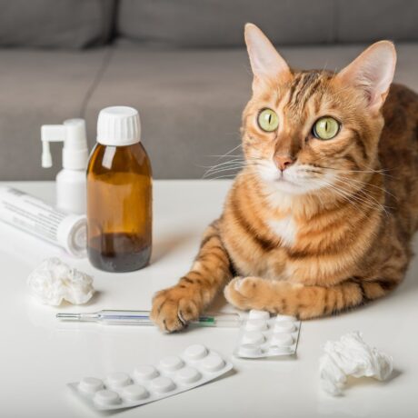 Are Cat Medicines Different from Dog Medicines (3)