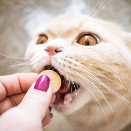 Are Cat Medicines Different from Dog Medicines (5)