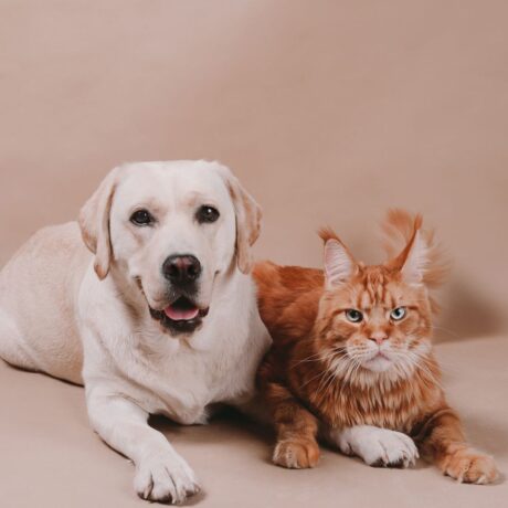 Are Cat Medicines Different from Dog Medicines (5)