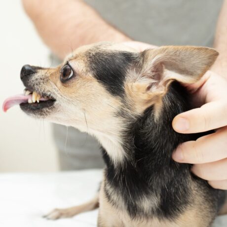 Calming & Anxiety Issues in Pets Signs, Causes & Safe Solutions (3)