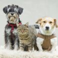 Calming & Anxiety Issues in Pets Signs, Causes & Safe Solutions (2)