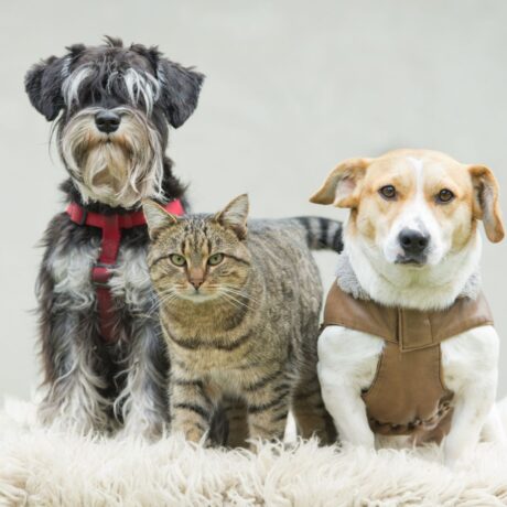 Calming & Anxiety Issues in Pets Signs, Causes & Safe Solutions (2)