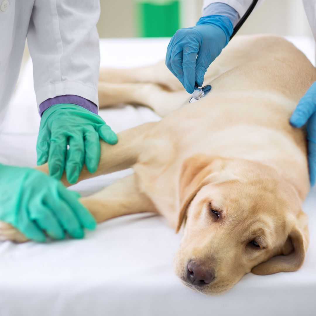 Curated visual reference: Fresh Look at Common Digestive Problems In Dogs How To Treat Them