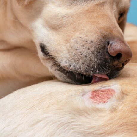 Common Digestive Problems in Dogs & How to Treat Them 4