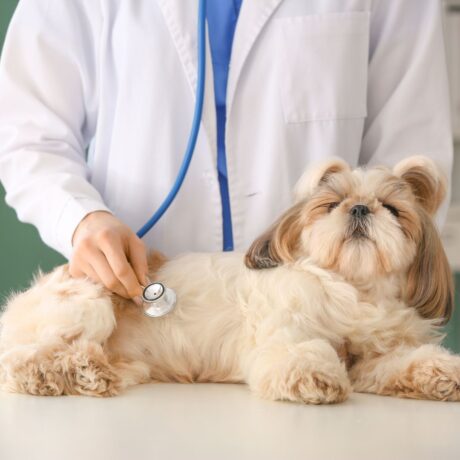 Common Digestive Problems in Dogs & How to Treat Them