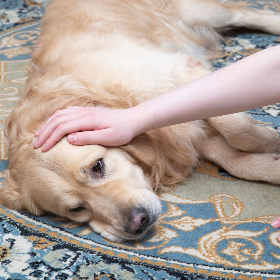 Severe Digestive Issues In Dogs Food With Probiotics Reference: Common Digestive Problems In Dogs How To Treat Them