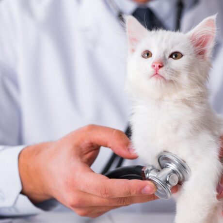 Digestive Issues in Cats Vomiting, Hairballs & Constipation Explained (1)