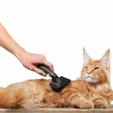 Digestive Issues in Cats Vomiting, Hairballs & Constipation Explained (2)