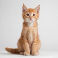 Digestive Issues in Cats Vomiting, Hairballs & Constipation Explained (3)