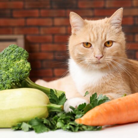 Digestive Issues in Cats Vomiting, Hairballs & Constipation Explained (5)