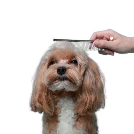 Dog Skin & Coat Problems Itching, Hair Fall & Effective Treatments (2)