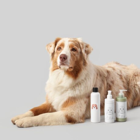 Dog Skin & Coat Problems Itching, Hair Fall & Effective Treatments (4)