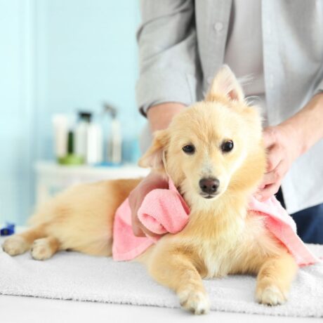 Dog Skin & Coat Problems Itching, Hair Fall & Effective Treatments (1)