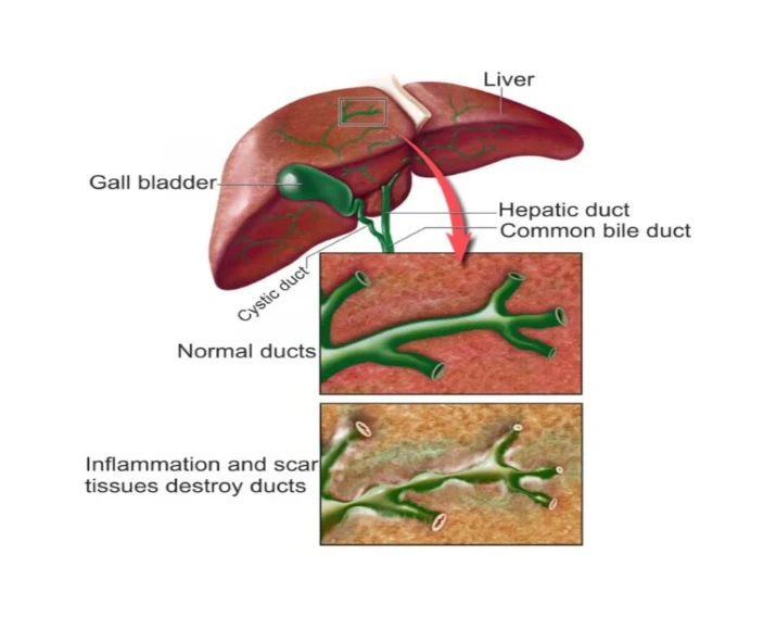 Ecora MPS Same Liv Elite Syrup Pet Supplement for Liver, 100 ML at ithinkpets.com (4)