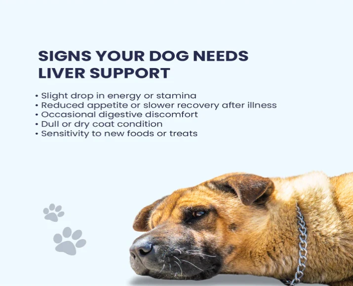 Fur Ball Story Liv Paw Syrup, Liver Support Syrup for Dogs, 100 ML at ithinkpets.com (6)