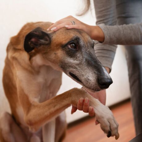 Joint Pain in Dogs Early Signs, Causes & Treatment Options 1