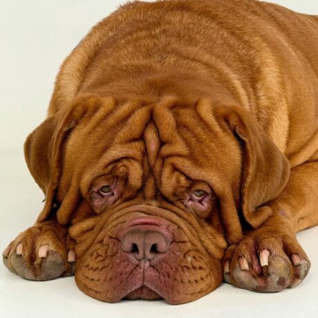 Joint Pain in Dogs Early Signs, Causes & Treatment Options 2