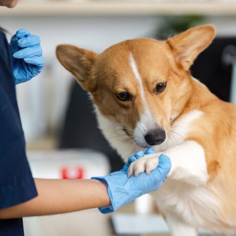 Joint Pain in Dogs Early Signs, Causes & Treatment Options 4