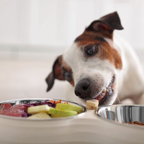 Joint Pain in Dogs Early Signs, Causes & Treatment Options 5