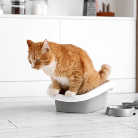 Kidney & Liver Problems in Dogs and Cats Early Symptoms & Care (2)