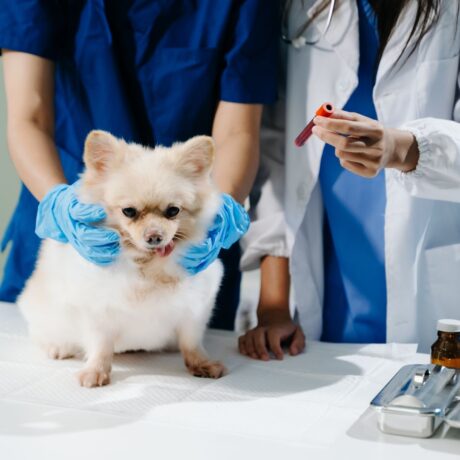 Kidney & Liver Problems in Dogs and Cats Early Symptoms & Care (2)