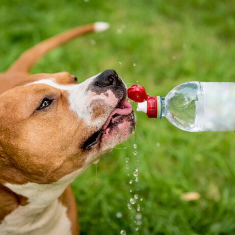 Kidney & Liver Problems in Dogs and Cats Early Symptoms & Care