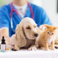 Pet Medicine 1