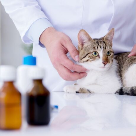 Pet Medicine 5