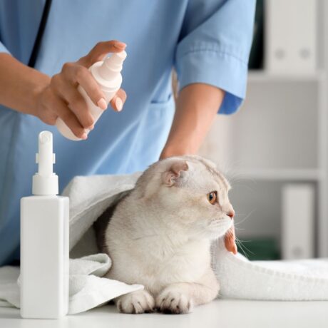 Tick & Flea Control for Cats Safe Solutions Every Cat Parent Should Know (1)