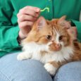 Tick & Flea Control for Cats Safe Solutions Every Cat Parent Should Know (2)