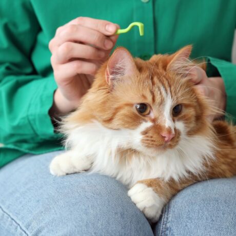 Tick & Flea Control for Cats Safe Solutions Every Cat Parent Should Know (2)