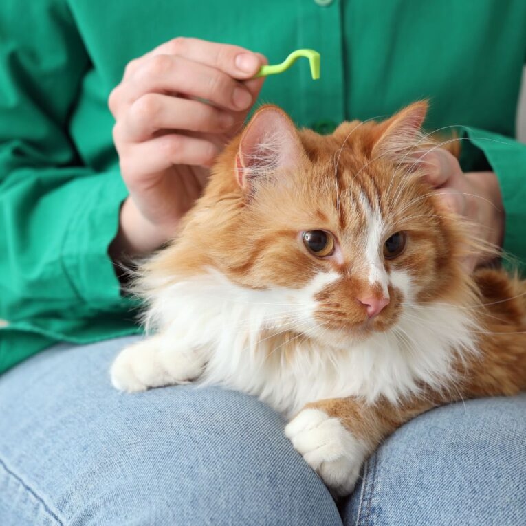 Tick & Flea Control for Cats Safe Solutions Every Cat Parent Should Know (2)