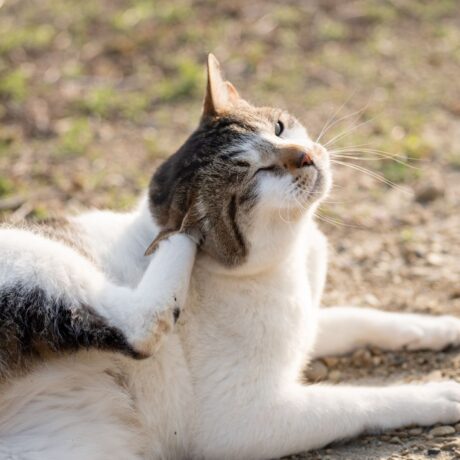 Tick & Flea Control for Cats Safe Solutions Every Cat Parent Should Know (3)