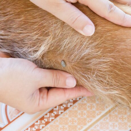 Tick & Flea Control for Cats Safe Solutions Every Cat Parent Should Know (4)