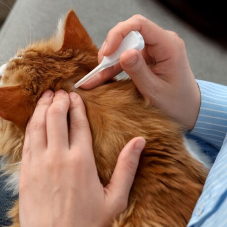 Tick & Flea Control for Cats Safe Solutions Every Cat Parent Should Know (5)