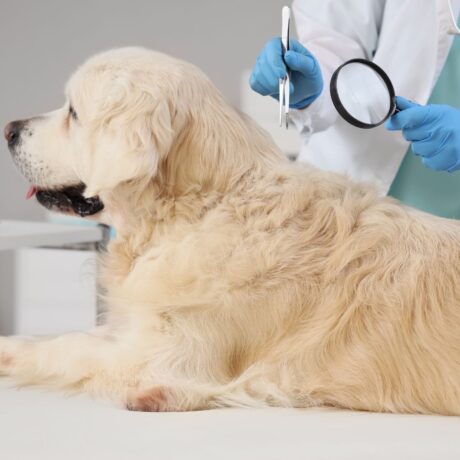 Tick and Flea Medicine for Dogs 1