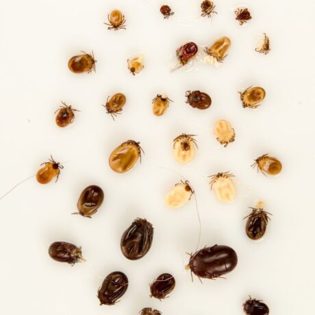 Tick and Flea Medicine for Dogs 3