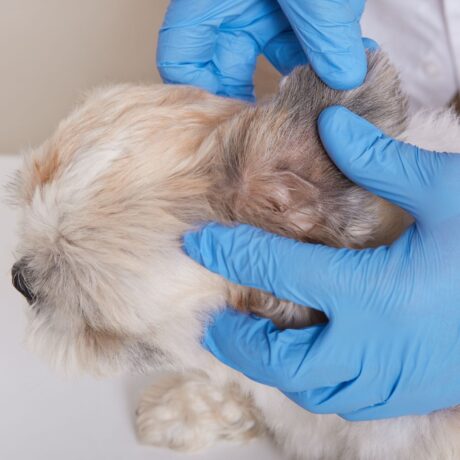 Tick and Flea Medicine for Dogs 5