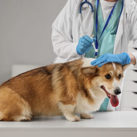 Tick and Flea Medicine for Dogs 6